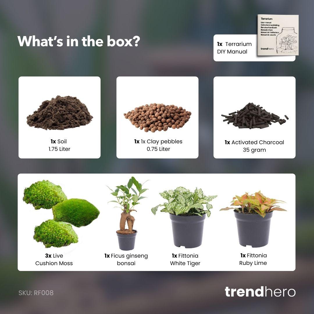 Planten terrarium pakket | Ficus Ginseng bonsai