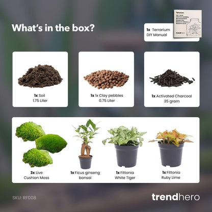 Planten terrarium pakket | Ficus Ginseng bonsai