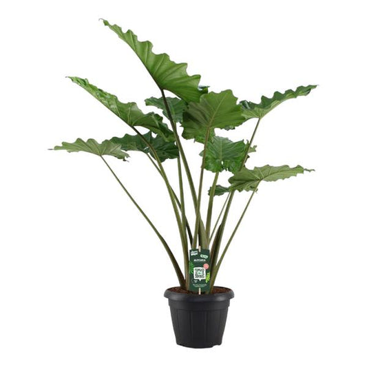 Alocasia Portodora – kamerplant met grote, donkergroene bladeren en indrukwekkende tropische uitstraling, perfecte eyecatcher voor interieur.