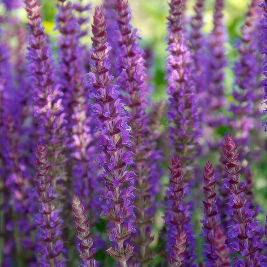 Salvia nem. 'Ostfriesland' Buitenplant | Salvia Nemorosa - Planttoday