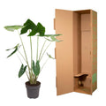 Alocasia Zebrina – zeldzame tropische kamerplant met opvallende zebraprint stelen en grote groene bladeren