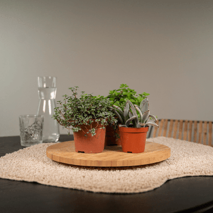 Succulenten Mix - Vetplant - 9 stuks - Ø8,5cm - ↕10 cm