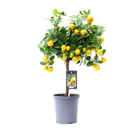 Citrus Calamondin Sinaaappelboom - Eetbaar - Pot Ø15cm - Hoogte ↕45cm