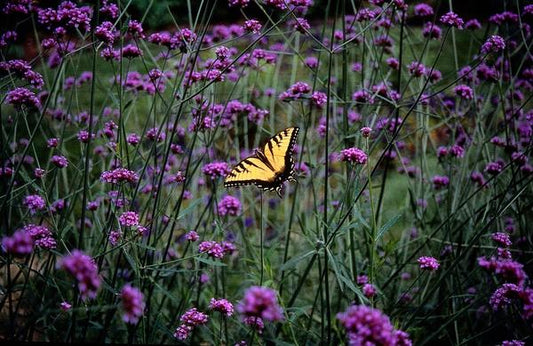 Verbena bonariensis | Stijf ijzerhard | Tuinplant | Lollipop
