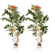 2 x Campsis 'Indian Summer' | Mediterraan met oranje bloemen