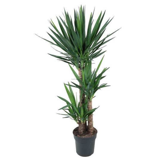 Yucca Elephantipe - 140 cm - ø27.Yucca Elephantipes Olifantenpalm kamerplant met stevige stam en lange donkergroene bladeren
