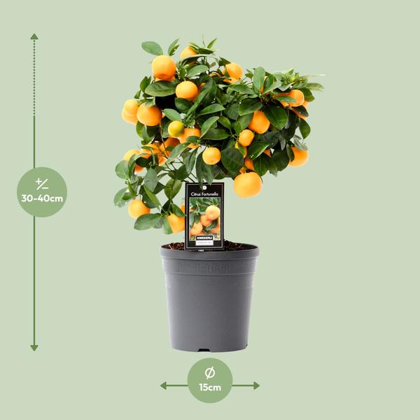 Citrus Calamondin - Pot Ø15cm - Hoogte ↕40cm