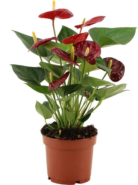 Anthurium Calon In Transparent Sleeve - Ø12cm - ↕36cm