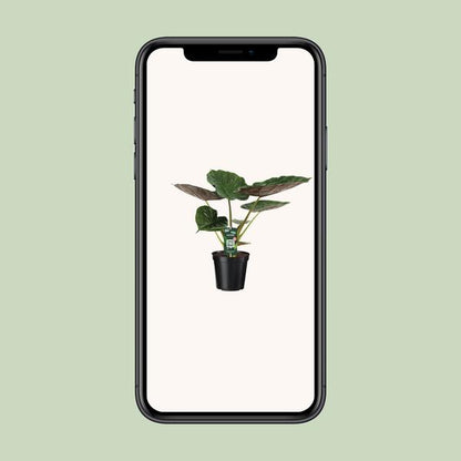 Alocasia Wentii - Olifantsoor