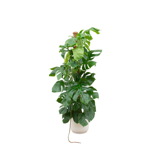 Kombi-Angebot - Monstera Pertusum XL inklusive elho Vibes Fold Round weiß Ø30 - 150 cm