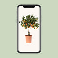Citrus Calamondin Buitenplant | Sinaasappelboompje - Planttoday