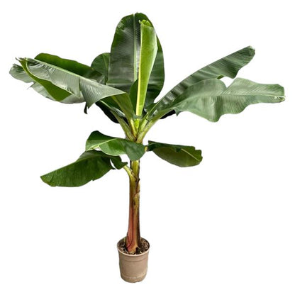 Bananenplant - Musa - diverse maten nu bij Planttoday