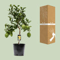 Citrus Lemon Boom Buitenplant | Citroenboom - Planttoday