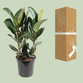Ficus elastica 'Robusta' Kamerplant | Rubberplant - Planttoday