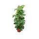 Monstera Pertusum XL | Houseplant | including elho Jazz Round red