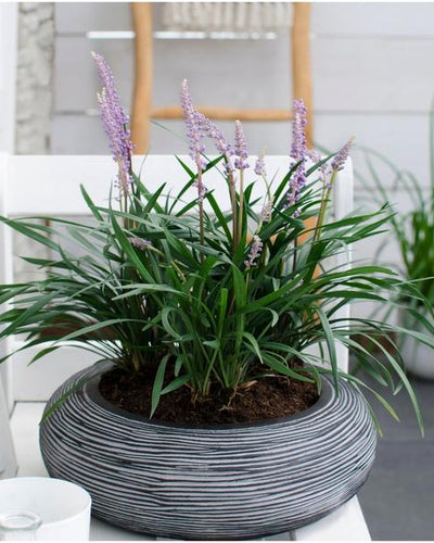 3 x Liriope muscari 'Ingwersen' Buitenplant | Siergras - Planttoday