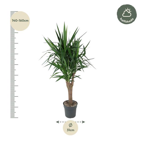 Yucca Elephantipe branched - 150 cm - ø31