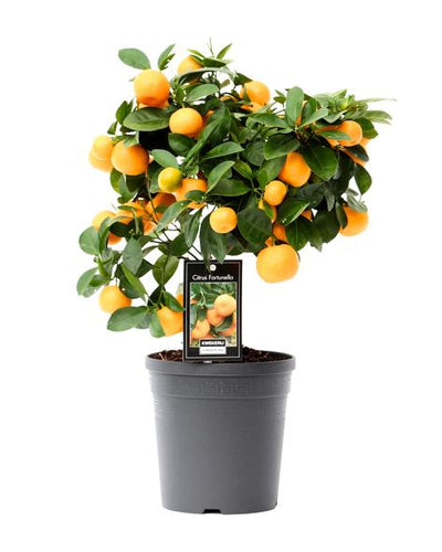 Citrus Calamondin Buitenplant | Sinaasappelboompje - Planttoday
