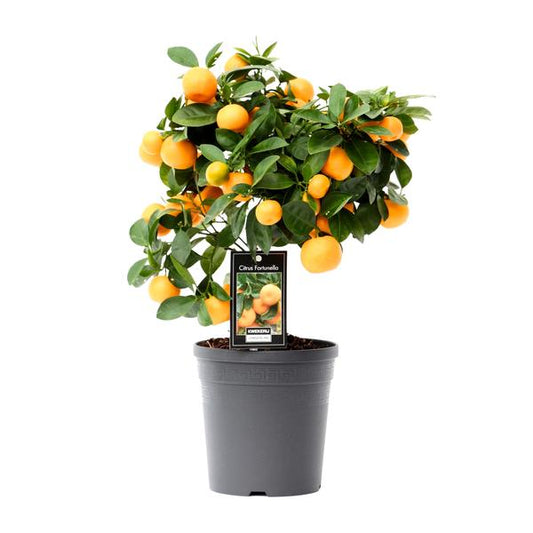 Citrus Calamondin - Pot Ø15cm - Hoogte ↕40cm