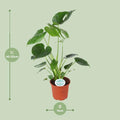 Monstera Deliciosa (Gatenplant / Swiss Cheese Plant) in pot Ø17cm – glanzende bladeren met karakteristieke gaten, hoogte ±60cm, ideale tropische kamerplant voor halfschaduw.