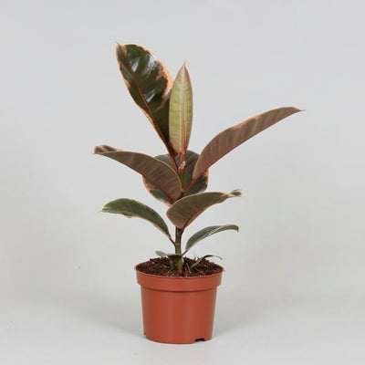 Ficus elastica 'Belize' Kamerplant | Rubberplant - Planttoday