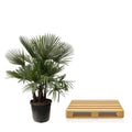 Trachycarpus multi stam | Tuinplant - Planttoday