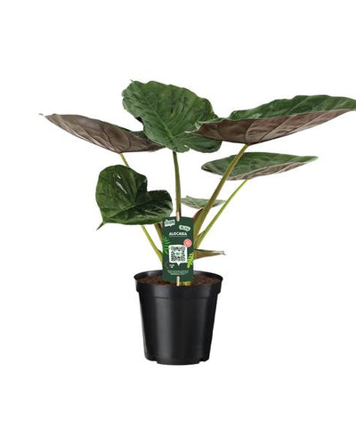 Alocasia Wentii Kamerplant | Olifantsoor - Planttoday