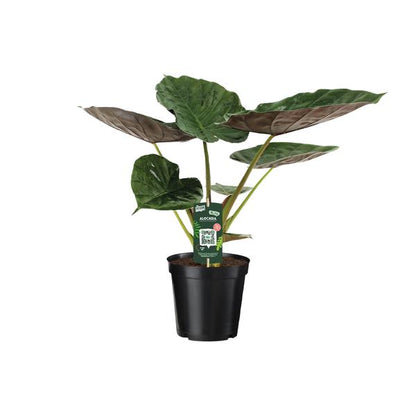 Alocasia Wentii - Olifantsoor