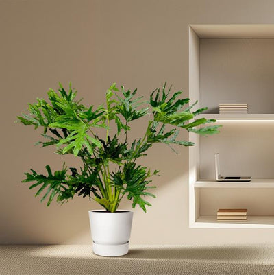 Philodendron Selloum | Kamerplant