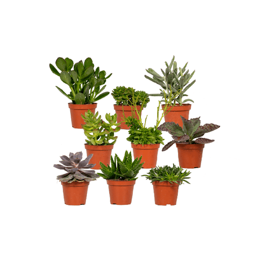 Succulenten Mix - Vetplant - 9 stuks - Ø8,5cm - ↕10 cm
