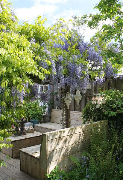 Wisteria sinensis 'Caroline' met sierlijke, hangende trossen lila bloemen in volle bloei – klimplant voor pergola of gevel in de tuin