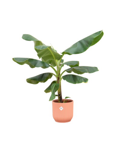 Musa Combi Deal Buitenplant | Bananenplant - Planttoday