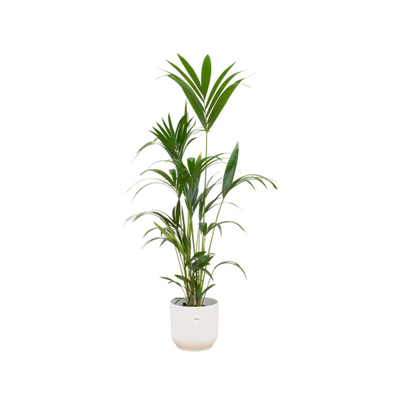 De verzorging van een kentia palm omvat het geven van lichtvochtige grond (niet te nat, niet te droog) en een standplaats met helder, indirect licht. Geef in de lente en zomer vaker water dan in de herfst en winter en vermijd direct zonlicht, wat de bladeren kan verbranden. Besproei de bladeren af en toe om stof te verwijderen en de luchtvochtigheid te verhogen