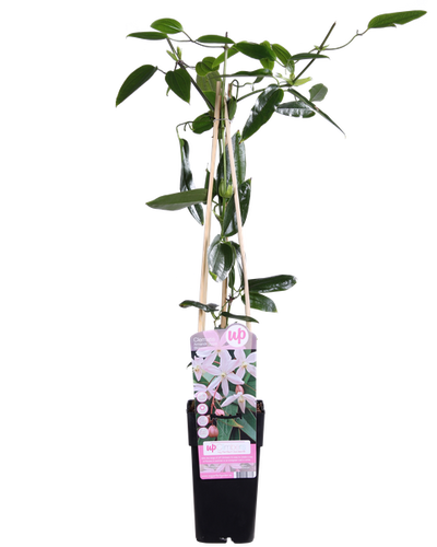 Clematis armandii Buitenplant | Groenblijvende Clematis Apple Blossom - Planttoday