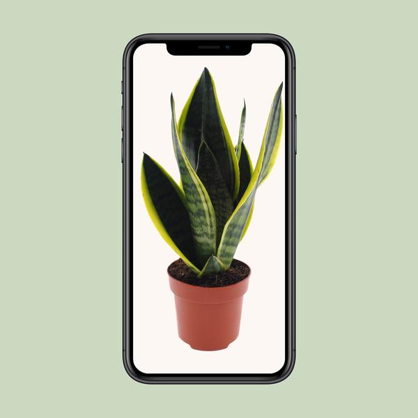 Sansevieria Futura Superba - Ø12cm - ↕30cm