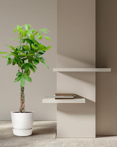 Pachira Aquatica – Geldboom met gevlochten stam en glanzende bladeren, zonder pot, geschikt voor woonkamer of kantoor."