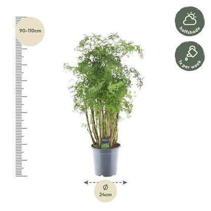 Polyscias Hawaiiana Ming -Prachtige kamerplant - Hoogte 90 cm - Ø24cm