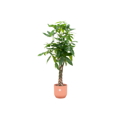achira Aquatica Geldboom 160cm in Elho Vibes Fold Round bloempot roze – kamerplant met gevlochten stam en glanzende groene bladeren.