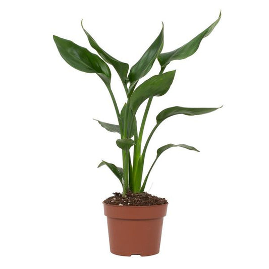 Strelitzia Reginae - Kamerplant