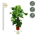 Monstera Deliciosa XXL | Kamerplant - Planttoday