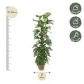 Monstera Monkey Leaf | Gatenblad met Mosstok | Kamerplant - Planttoday