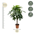 Pachira Aquatica (Watercacao) – grote kamerplant, hoogte 170cm, in pot Ø27cm – weelderige groene bladeren, ideaal voor woonkamer of kantoor.