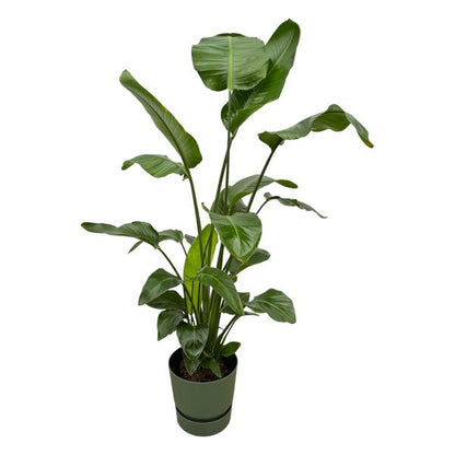 Strelitzia Nicolai + Elho Greenville Round Groen | Kamerplant