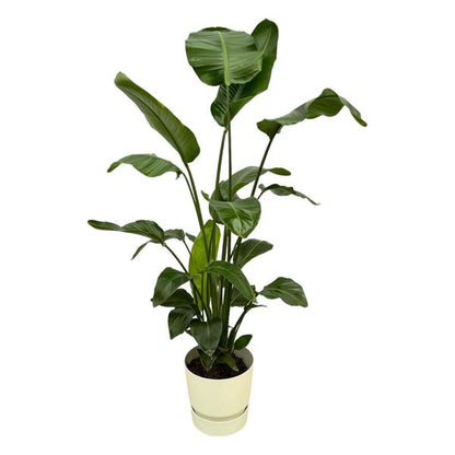 Strelitzia Nicolai inclusief elho Greenville Round wit - 160cm - Ø30 Kmaerplant  kamerplant