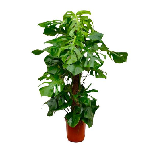 Monstera Deliciosa XXL – 150 cm – ⌀27 Der König der Zimmerpflanzen!