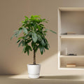 Pachira Aquatica (Watercacao) – grote kamerplant, hoogte 170cm, in pot Ø27cm – weelderige groene bladeren, ideaal voor woonkamer of kantoor.