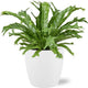 Asplenium nidus 'Crissie' Houseplant | Bird's Nest Fern