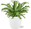 Asplenium nidus ‘Crissie’ Kamerplant | Nestvaren - Planttoday