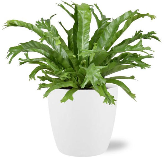 Asplenium Nidus Crissie - Ø17cm - ↕40cm + Pot Brussels D18x17cm - White