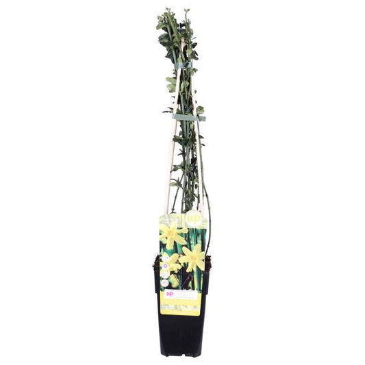 Jasminum nudiflorum - Winterjasmijn Ø15cm - ↕65cm